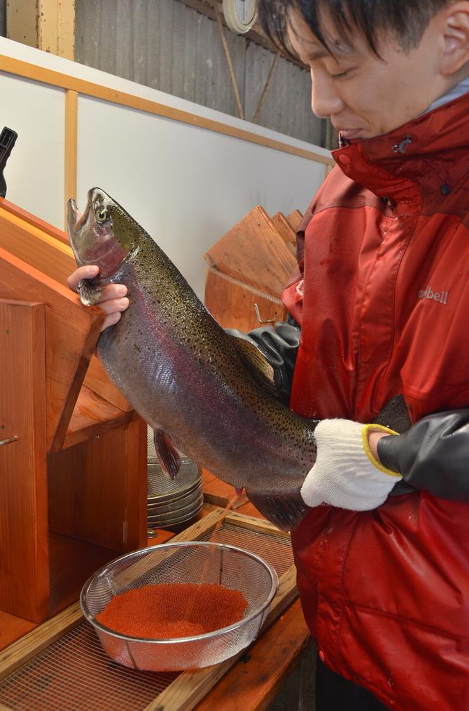 群馬の高級ニジマス ギンヒカリ 採卵始まる 産経ニュース