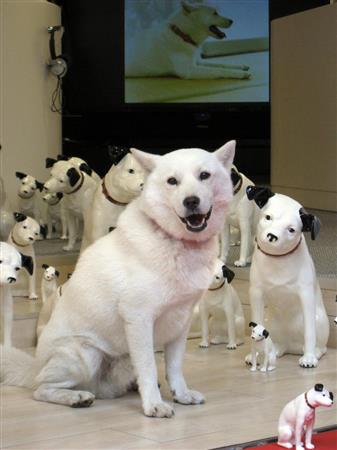 白戸家 初代お父さん カイくん天国へ １６歳老衰 サンスポ