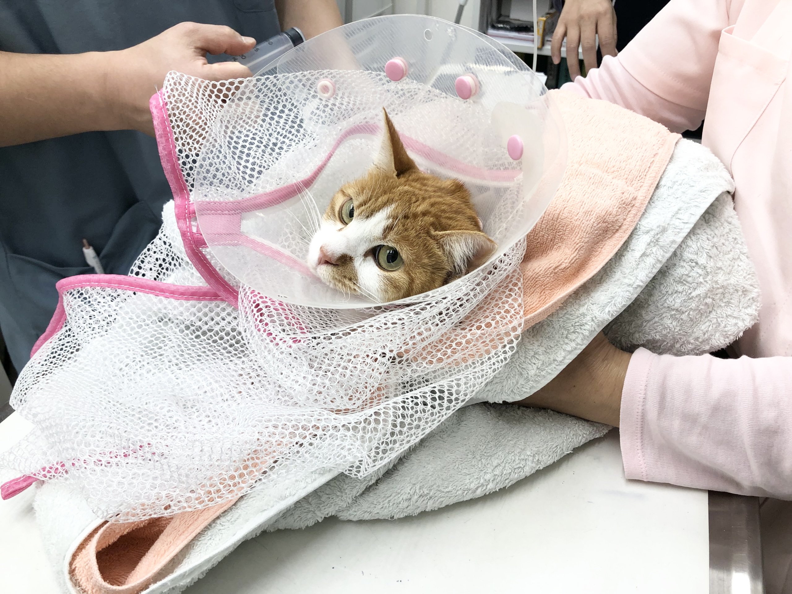 かわいそう」の声に負けない持続可能な関わりを ノラ猫さんとの距離感