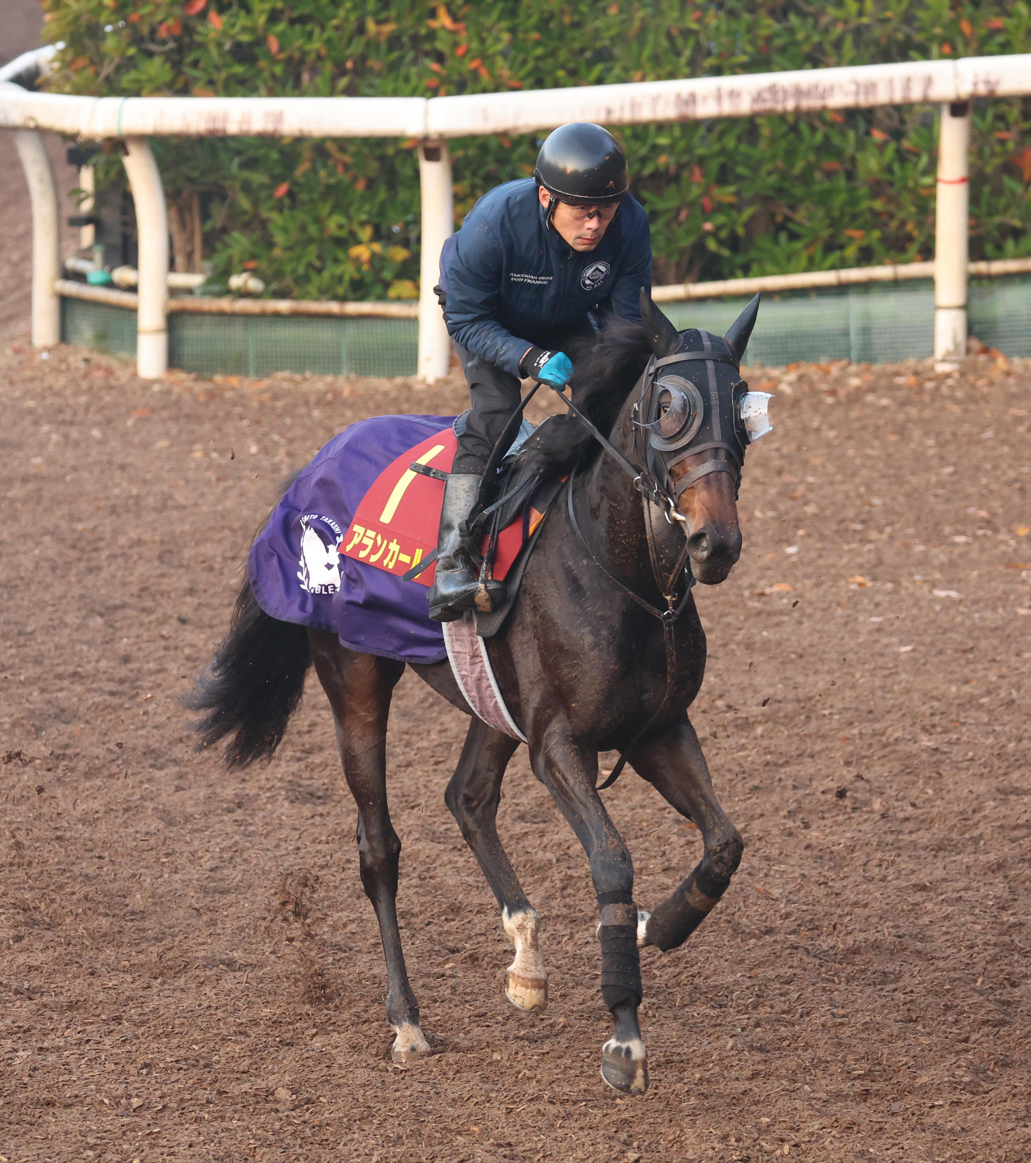 阪神JF】アランカールは追い切りに備えて坂路で調整 斉藤崇師「追い