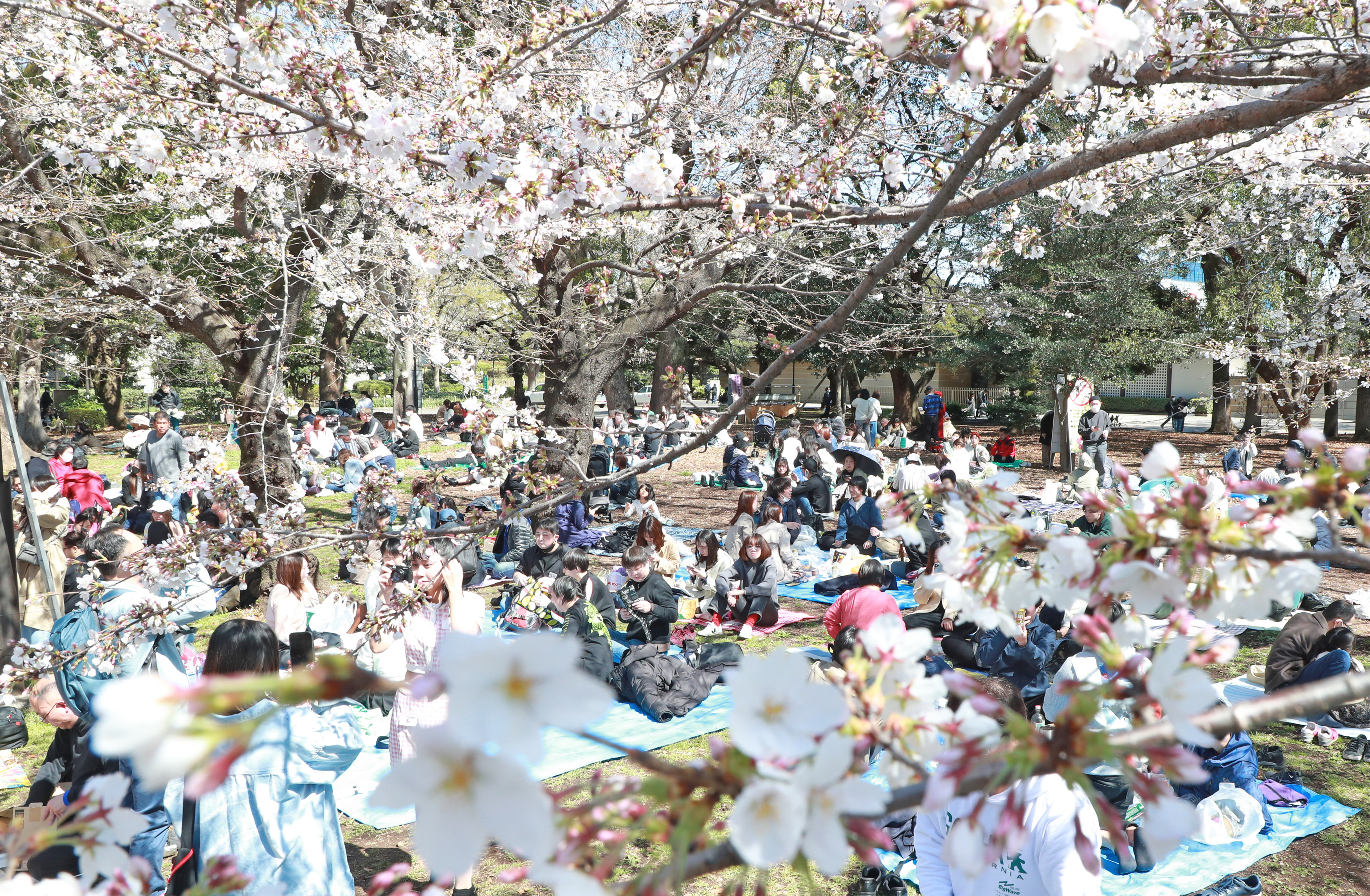 東京・上野で4年ぶりの花見宴会 - 産経ニュース