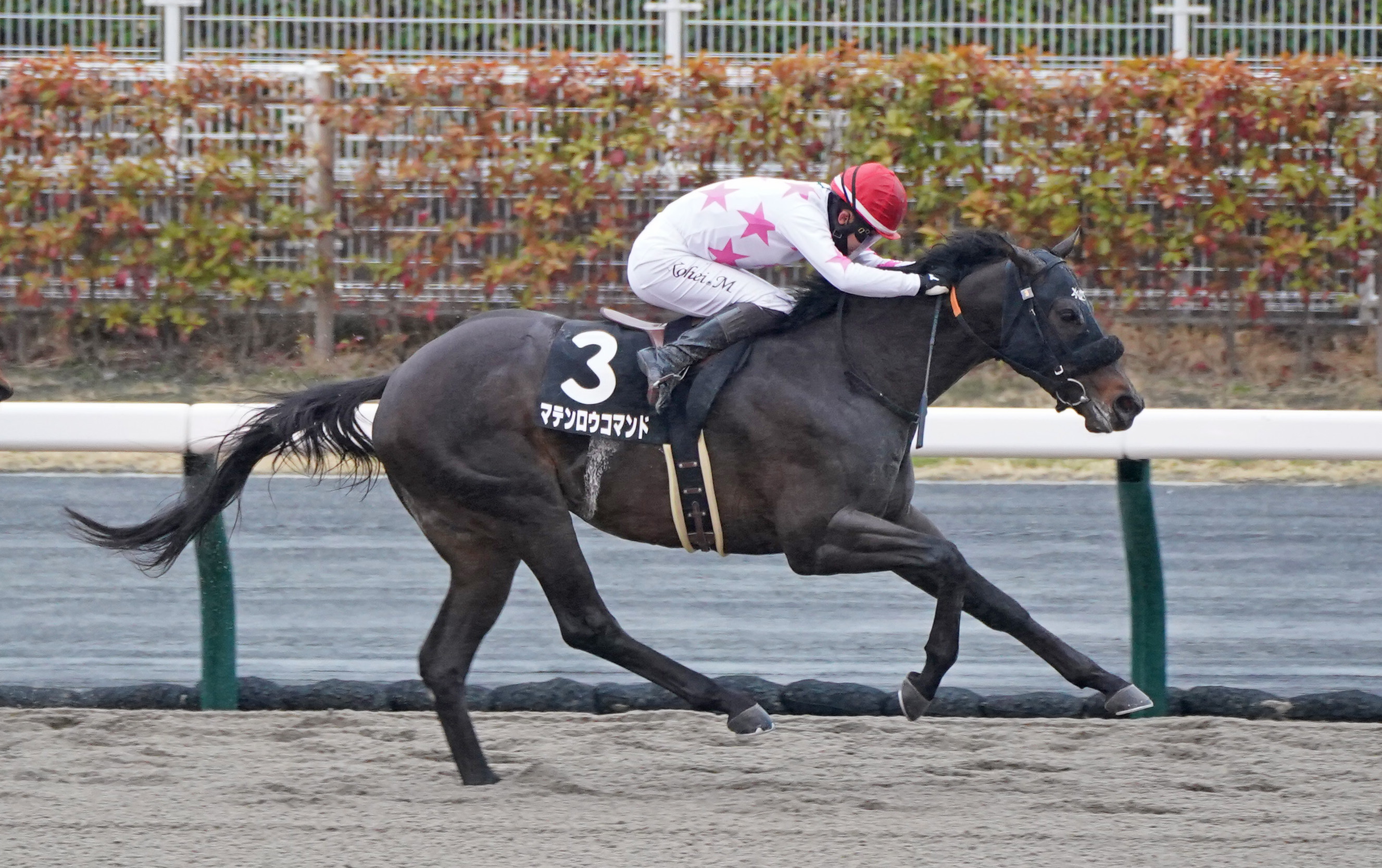 兵庫CS】マテンロウコマンドが4連勝で重賞初制覇だ - サンスポZBAT!