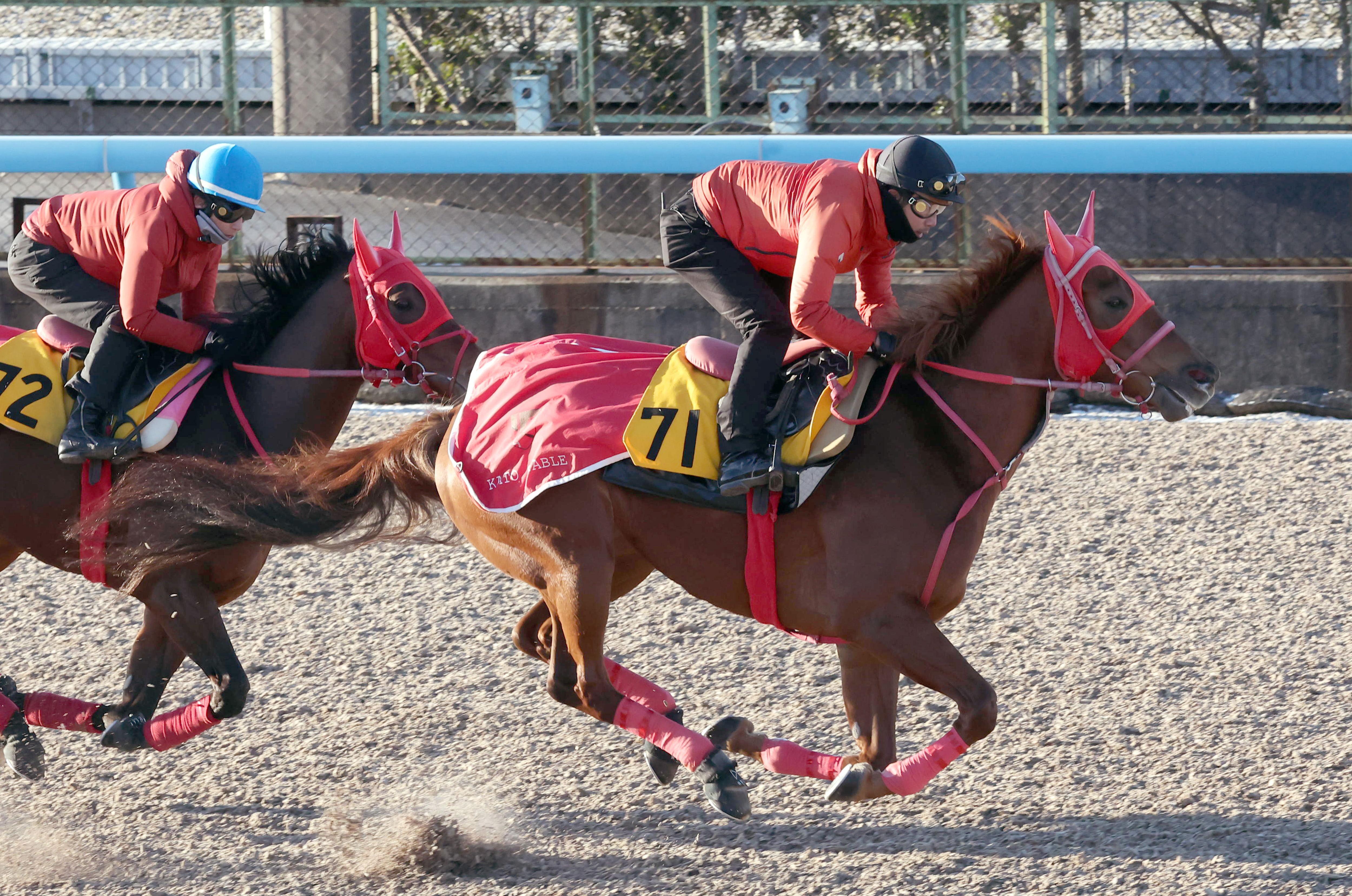 レッド系 ウィッティングハム アメリカ競馬の伝説 - 通販 - www.nautla