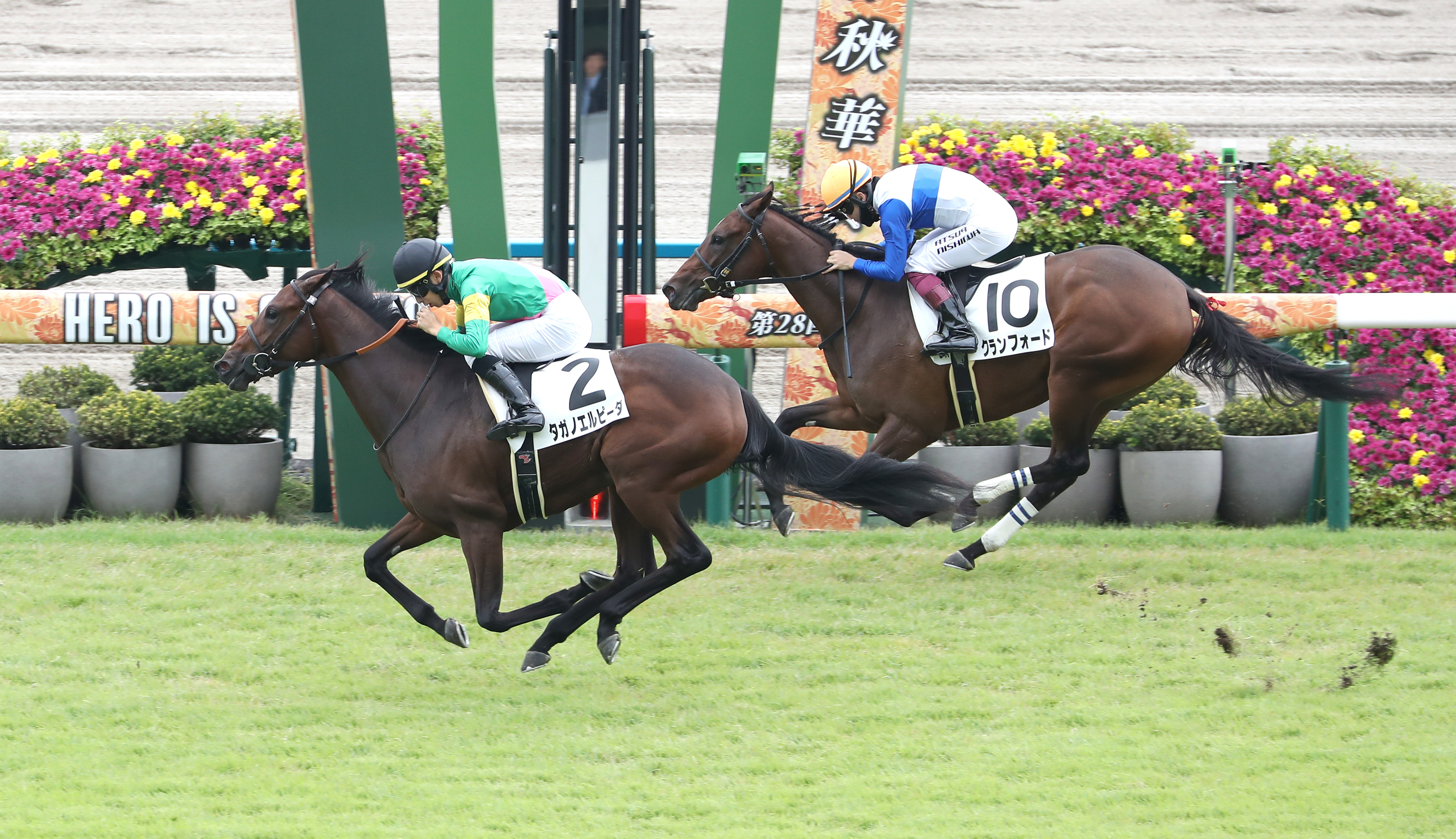 【若駒ピカイチ】初戦が強い内容のタガノエルピーダ 芝千六～二千 ...