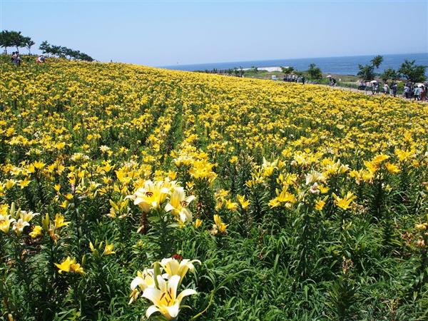 おおさか新発見 今が見頃の 大阪舞洲ゆり園 海風に揺られて気球遊覧も可能 1 3ページ 産経ニュース