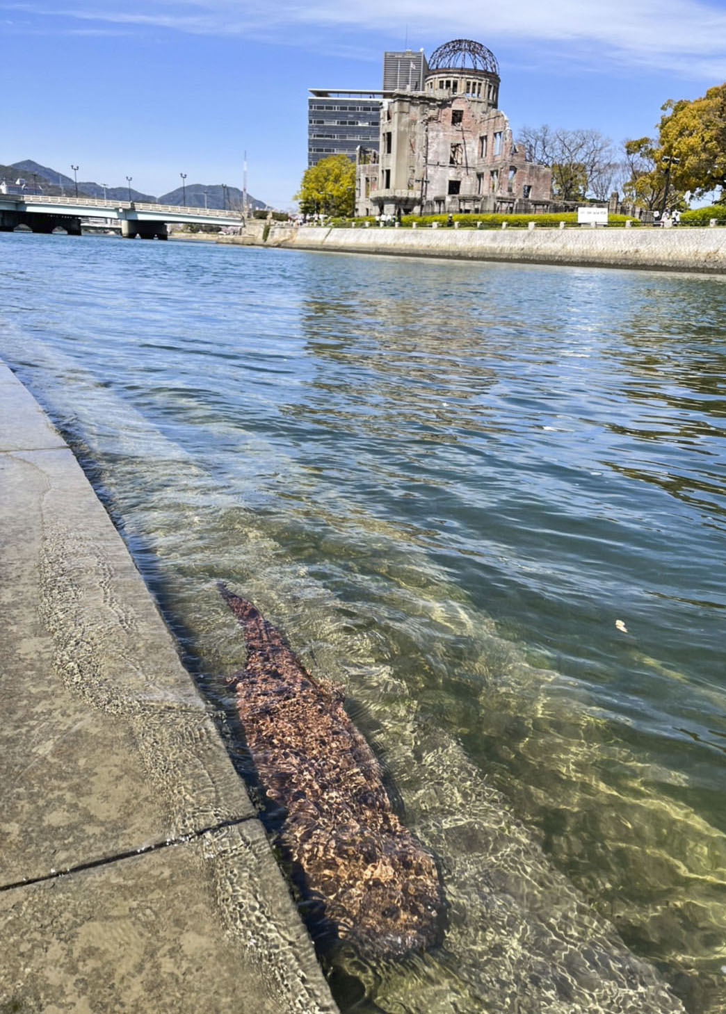 原爆ドーム前にオオサンショウウオ 広島 産経ニュース