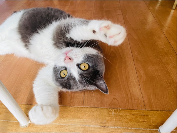 突然の猫パンチ - イザ！
