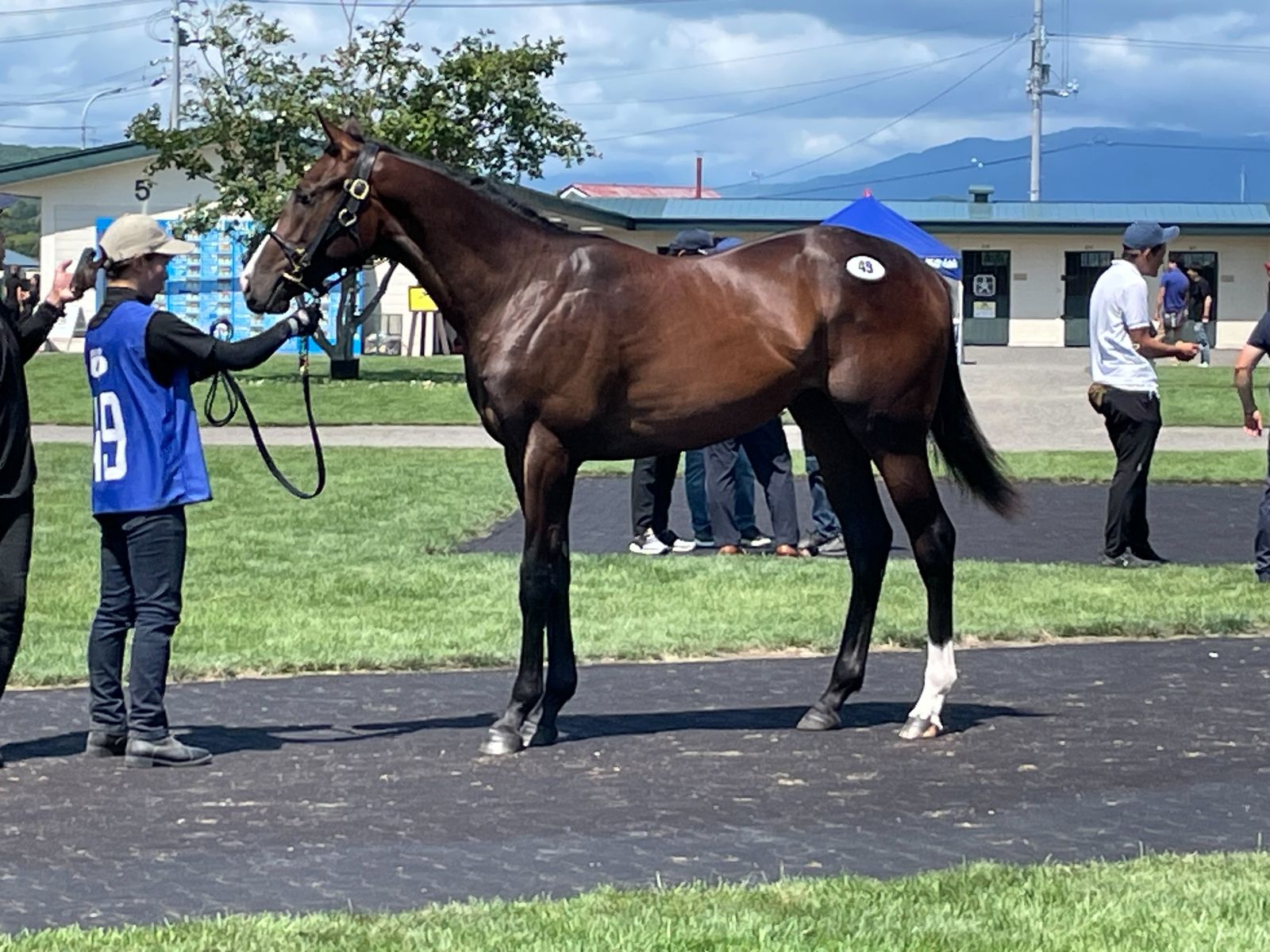 セレクションセール】キズナ産駒が1億円で落札 同セールで史上2位の