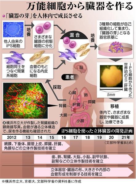 山中研究室出身ｃｅｏのバイオベンチャー ｉｐｓで心臓病細胞療法実用化へ協業狙う ニュースイッチ By 日刊工業新聞社