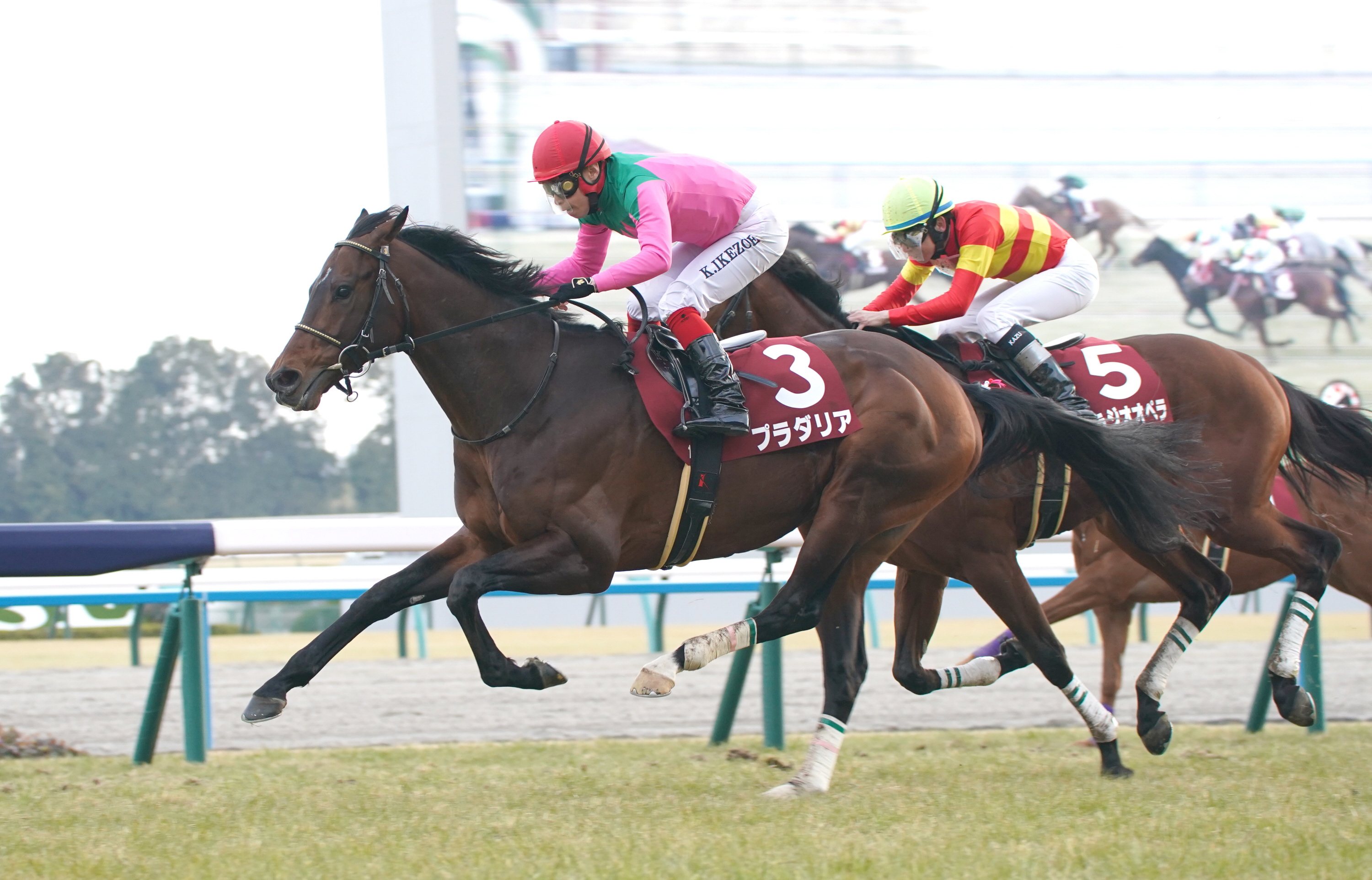 GⅡ3勝のプラダリアが来年からヴェルサイユリゾートファームの功労馬