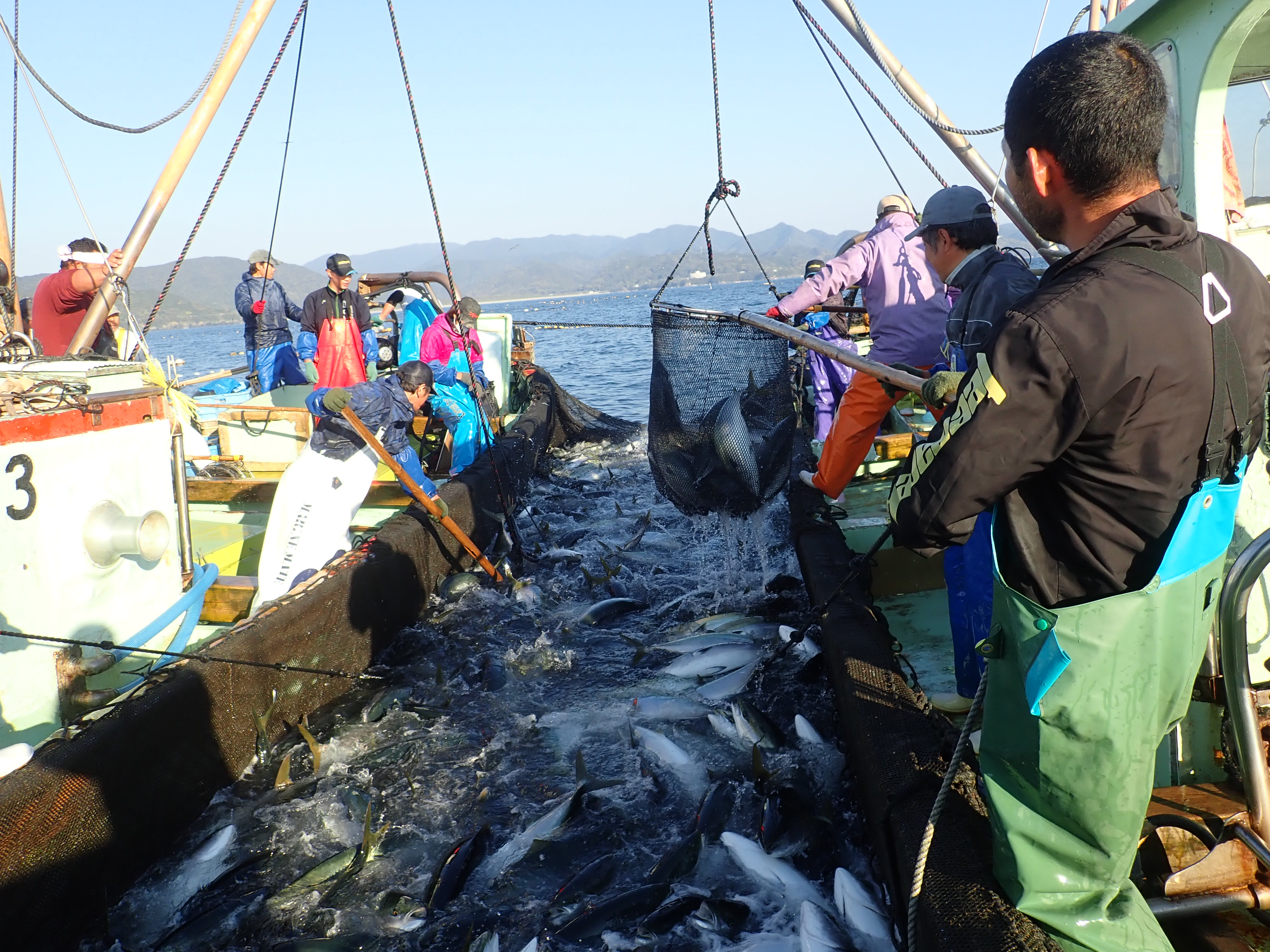 海遊館ｄｉａｒｙ】太平洋の定点操業で感じる魚の変化とたくましさ