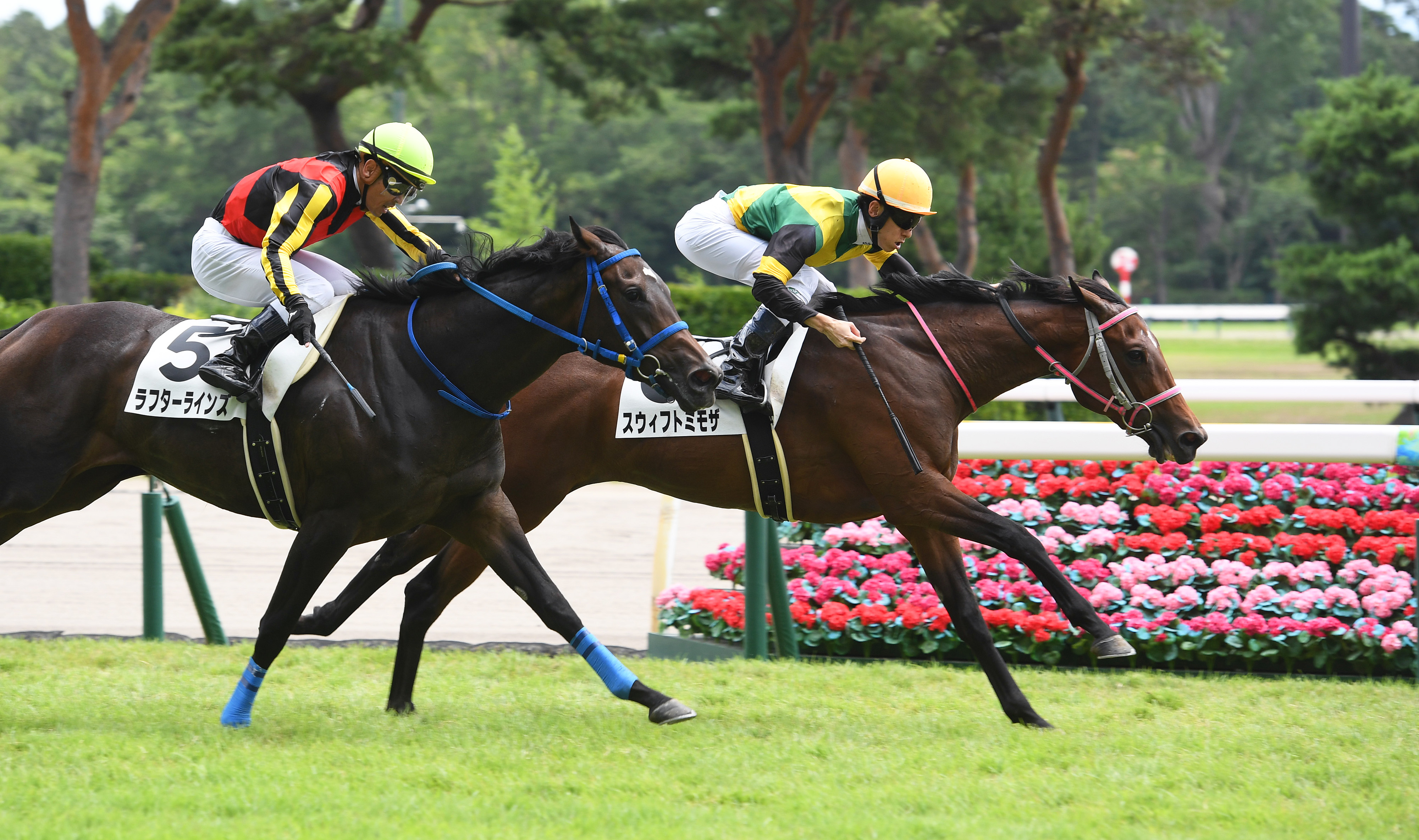 2歳新馬・新潟4R】スウィフトミモザが内から力強く伸びV - サンスポZBAT!